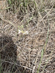 Oenothera suffrutescens