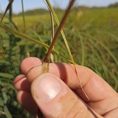 Glyceria arundinacea