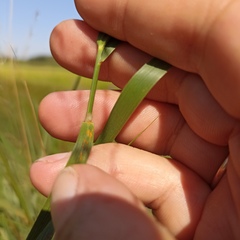 Glyceria arundinacea