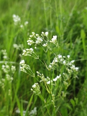 Eremogone