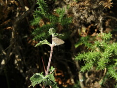 Leptotes pirithous