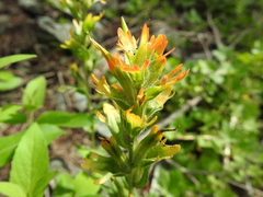 Castilleja hispida hispida