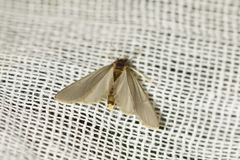 Acentria ephemerella