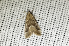 Parapoynx stratiotata