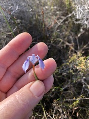 Moraea tripetala