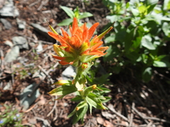 Castilleja hispida hispida