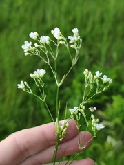 Eremogone