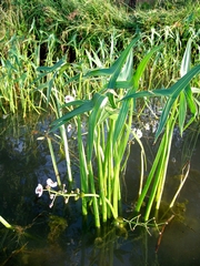 Sagittaria sagittifolia