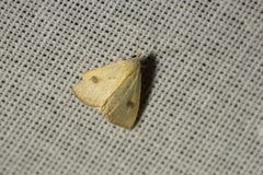 Rivula sericealis