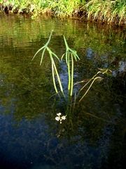 Sagittaria sagittifolia
