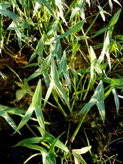 Sagittaria sagittifolia