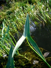 Sagittaria sagittifolia