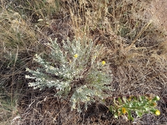 Galatella villosa