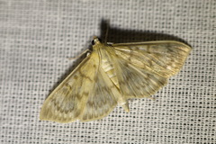 Patania ruralis