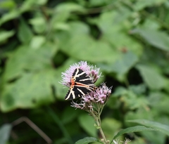 Euplagia quadripunctaria