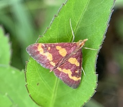 Pyrausta tyralis