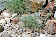 Festuca glacialis