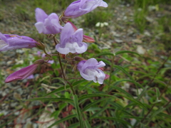 Penstemon lyallii