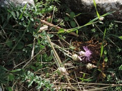 Centaurea deusta