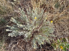 Galatella villosa