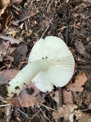 Russula rosacea