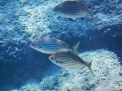 Sarpa salpa