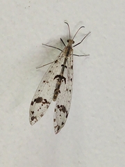 Dendroleon obsoletus