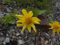 Arnica cordifolia