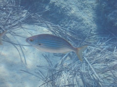 Sarpa salpa