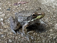 Lithobates clamitans
