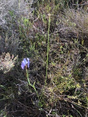 Moraea tripetala