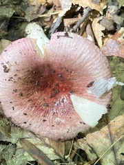 Russula rosacea