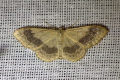 Idaea aversata