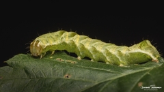 Melanchra persicariae