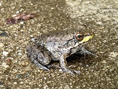 Lithobates clamitans