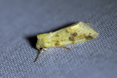Xanthia icteritia
