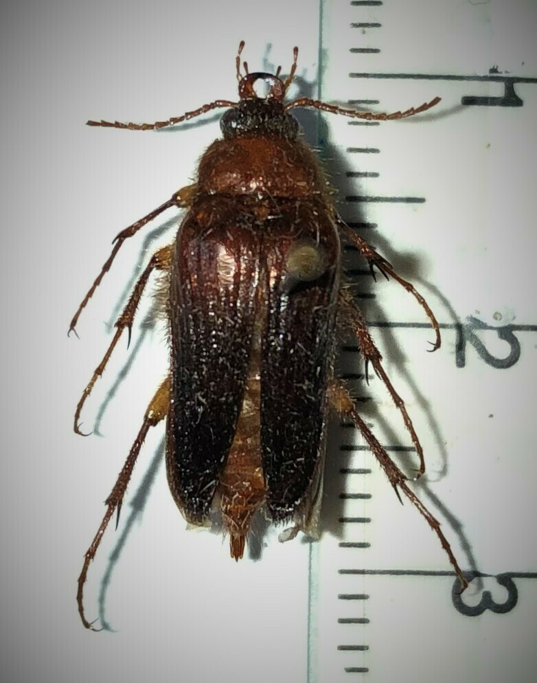 Scaptolenus fuscipennis