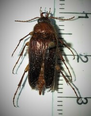 Scaptolenus fuscipennis