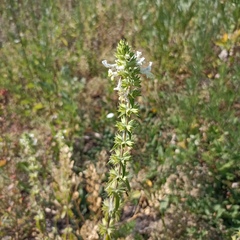 Stachys annua