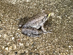 Lithobates clamitans