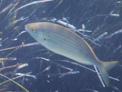 Sarpa salpa