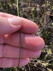 Moraea tripetala