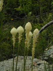 Xerophyllum tenax