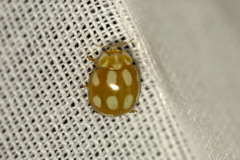 Calvia decemguttata