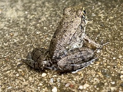 Lithobates clamitans