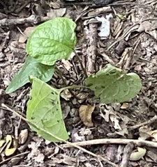 Smilax ecirrhata