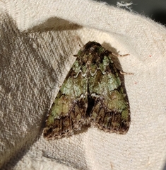 Polyphaenis sericata