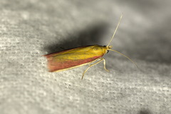 Oncocera semirubella