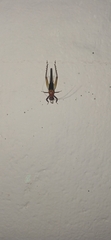 Homoeoxipha lycoides