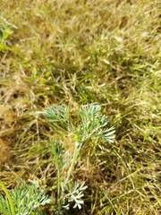 Eschscholzia californica